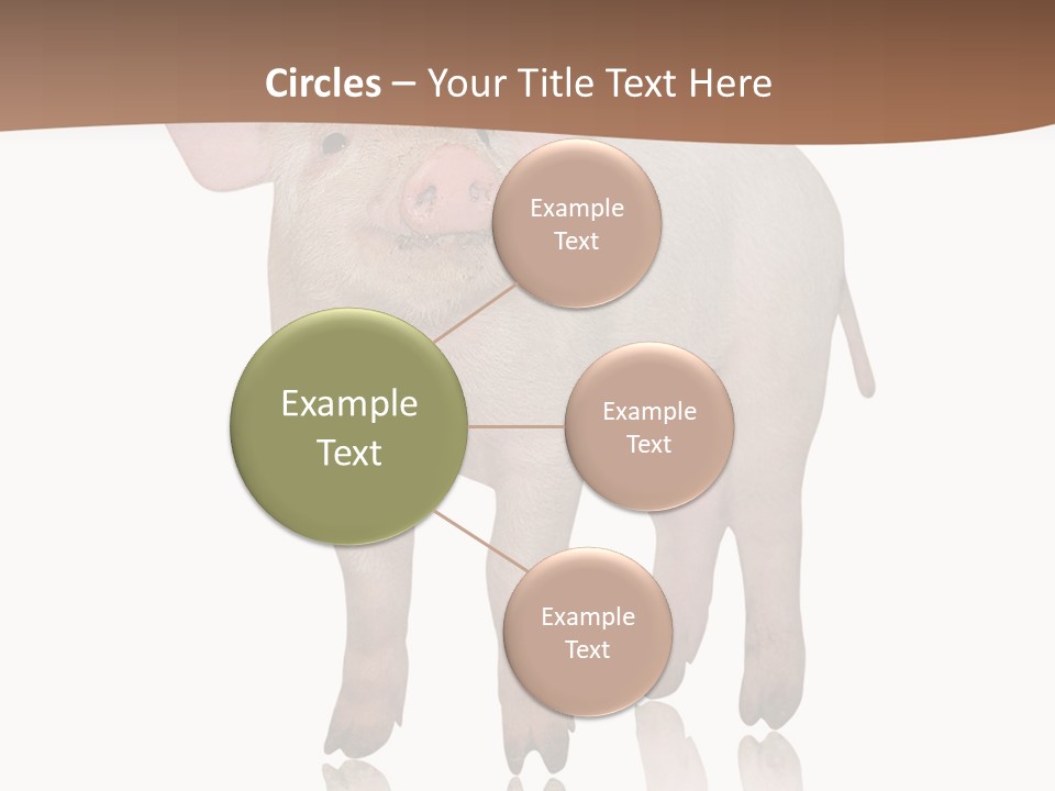 Image Shot Pig PowerPoint Template