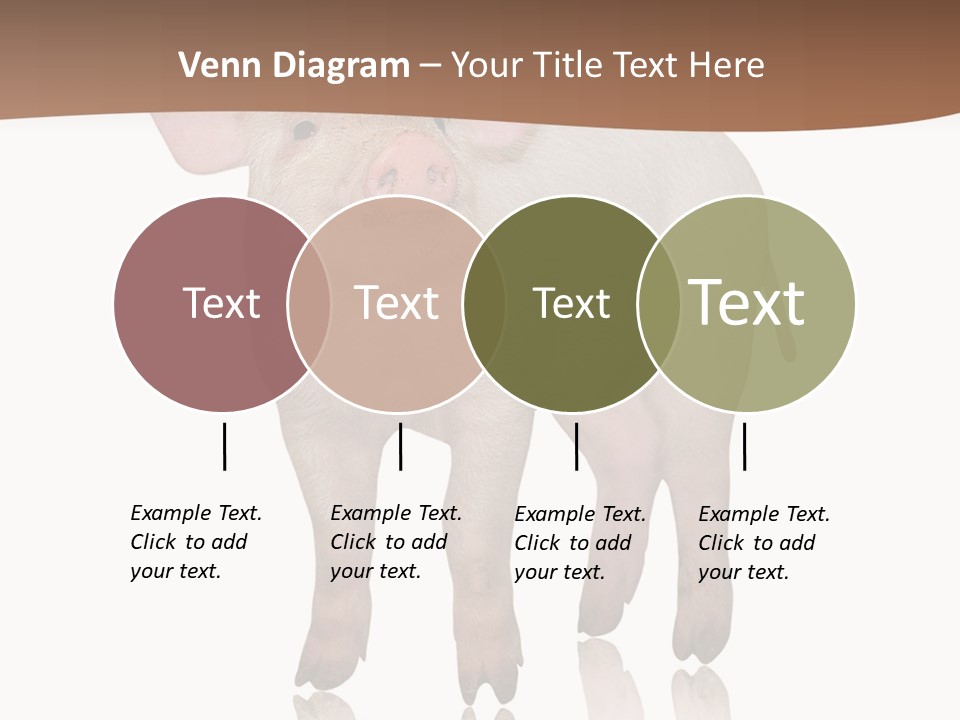 Image Shot Pig PowerPoint Template