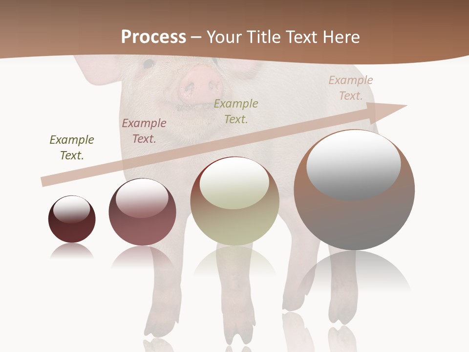 Image Shot Pig PowerPoint Template