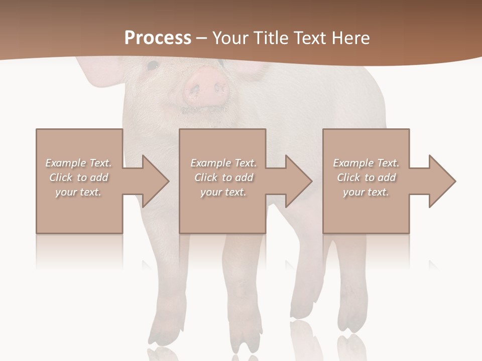 Image Shot Pig PowerPoint Template