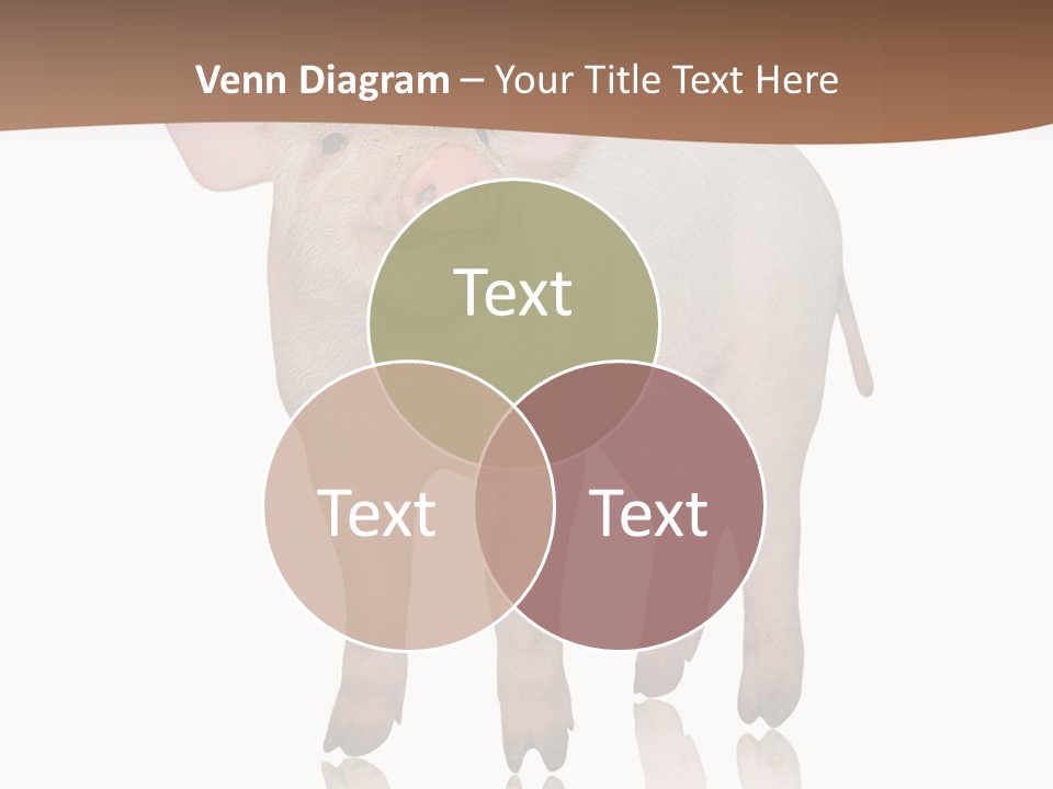 Image Shot Pig PowerPoint Template