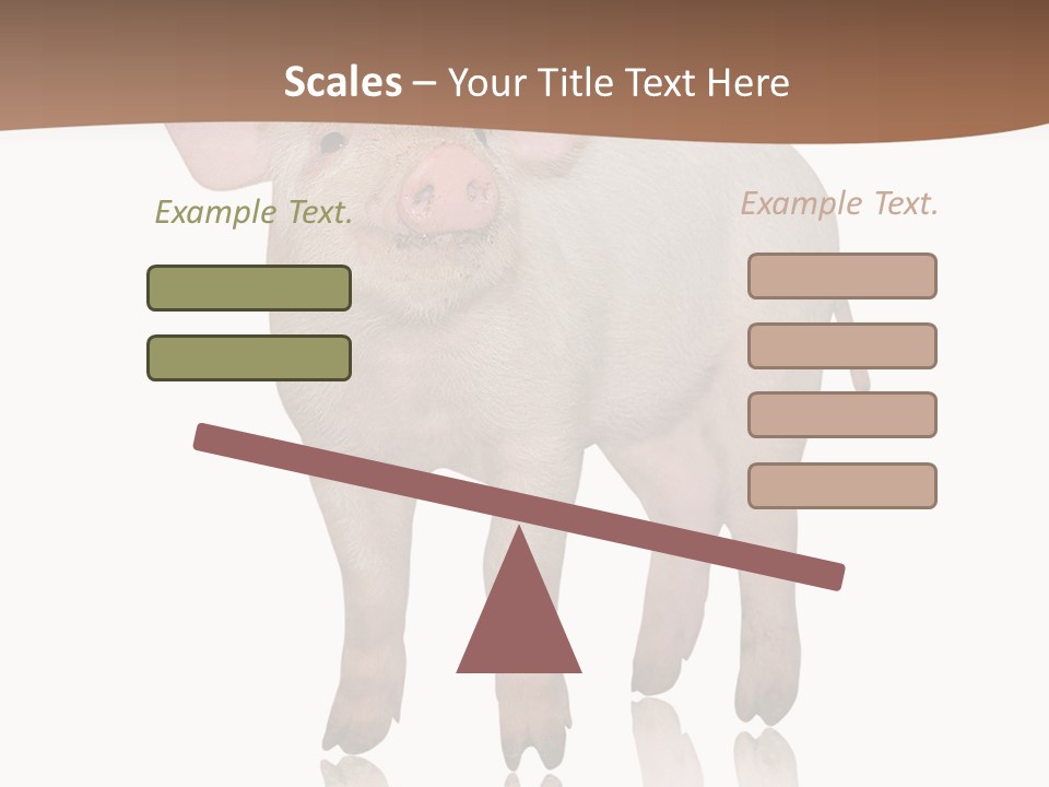Image Shot Pig PowerPoint Template