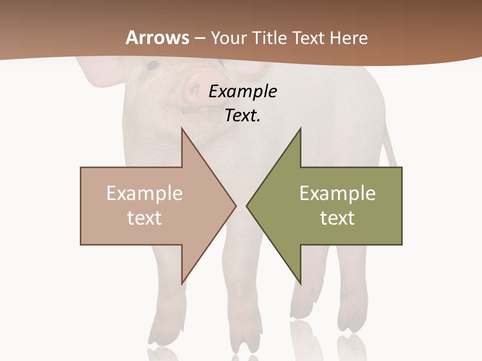 Image Shot Pig PowerPoint Template