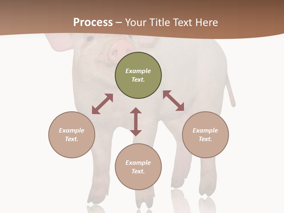 Image Shot Pig PowerPoint Template