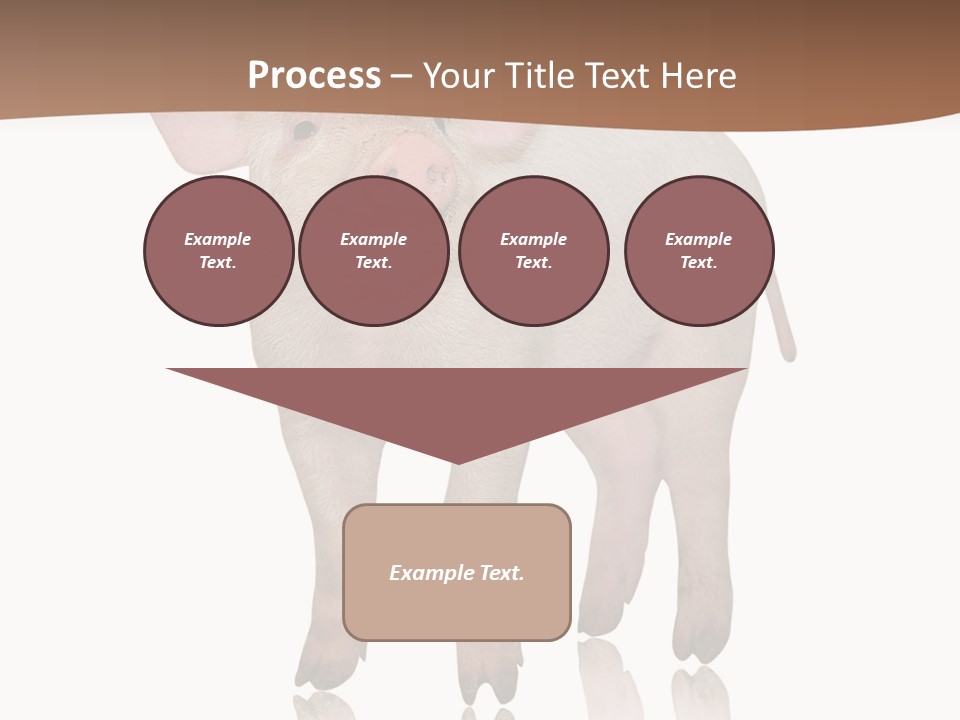 Image Shot Pig PowerPoint Template