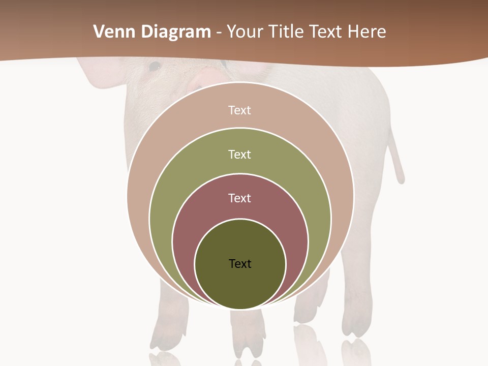 Image Shot Pig PowerPoint Template