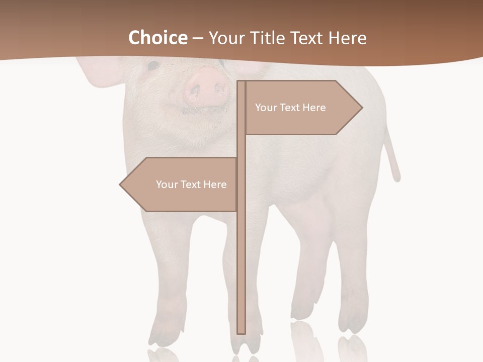 Image Shot Pig PowerPoint Template