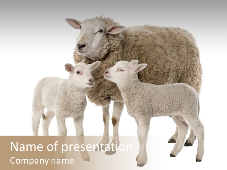 Creature Coat Lamb PowerPoint Template