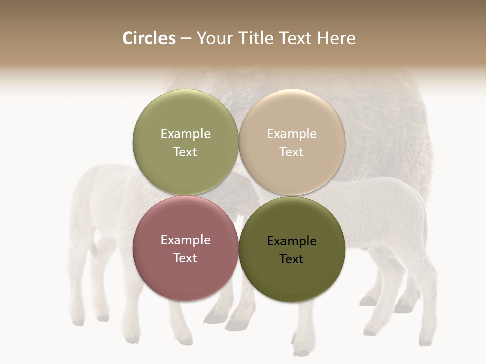 Creature Coat Lamb PowerPoint Template