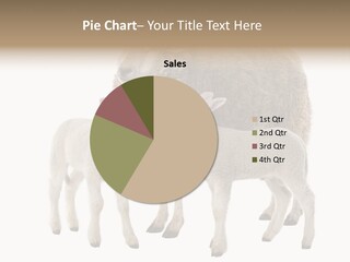 Creature Coat Lamb PowerPoint Template