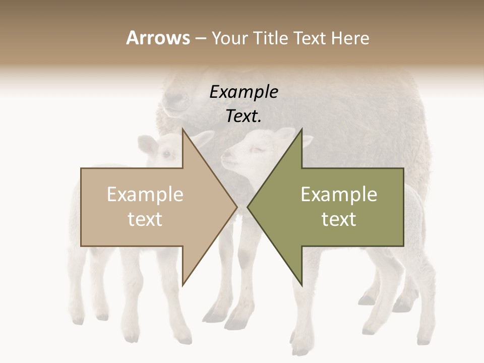 Creature Coat Lamb PowerPoint Template