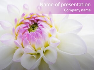 Botanical Gift Spring PowerPoint Template