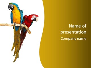 Vivid Beak Tropics PowerPoint Template