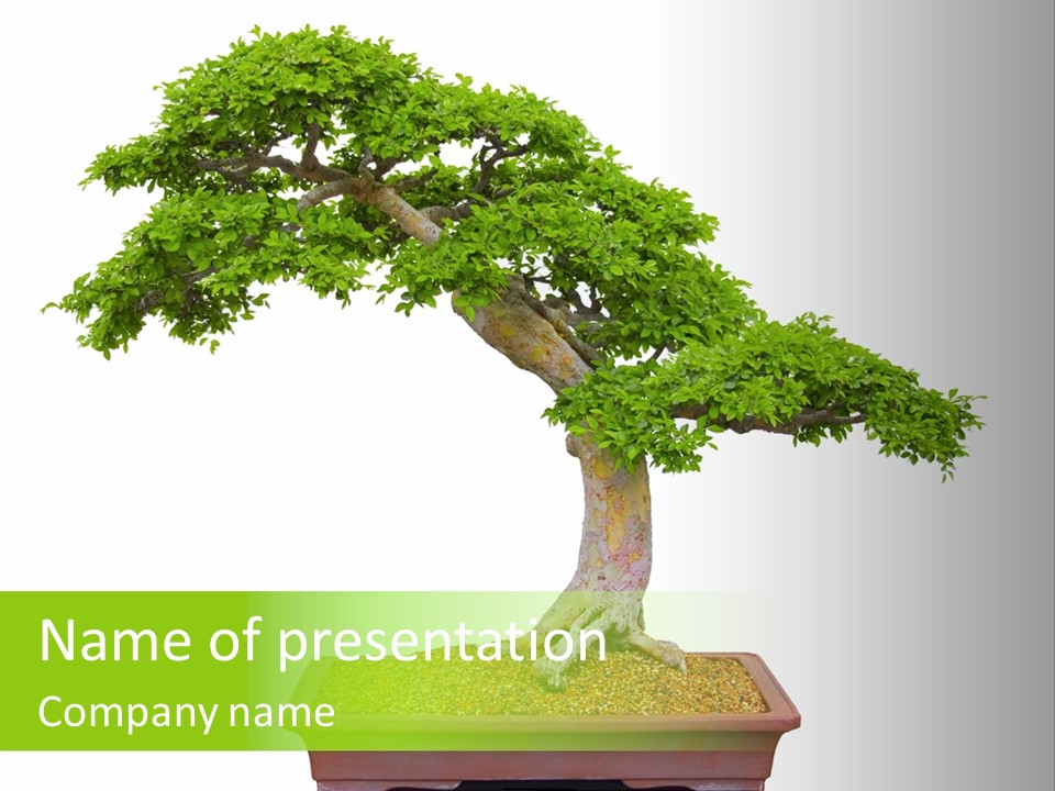 Flower Japan Plant PowerPoint Template