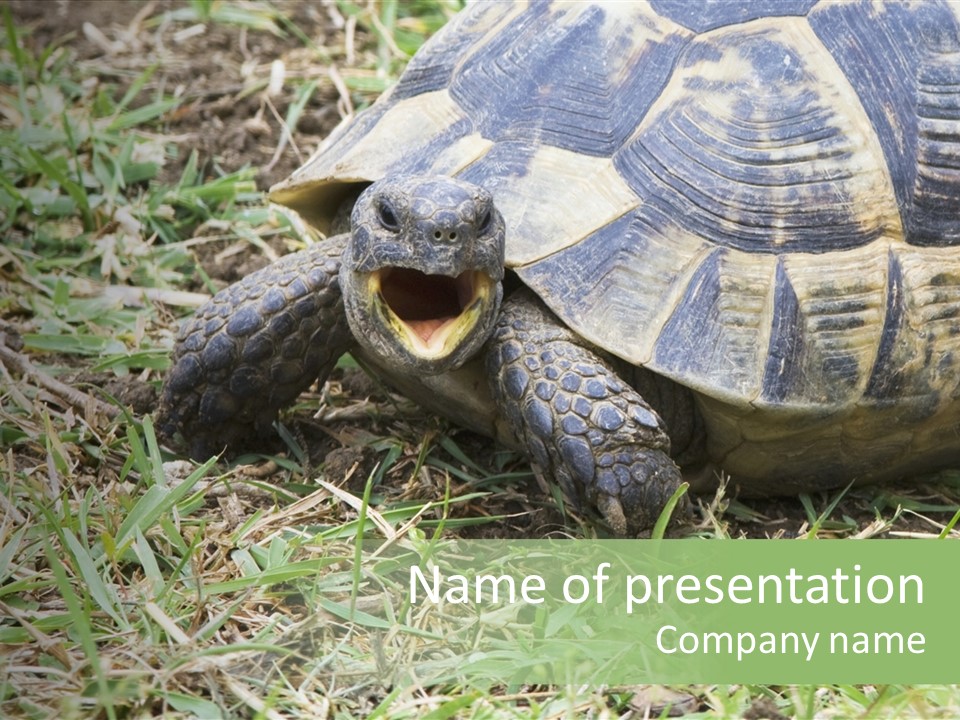 Isolated Tortoise White PowerPoint Template