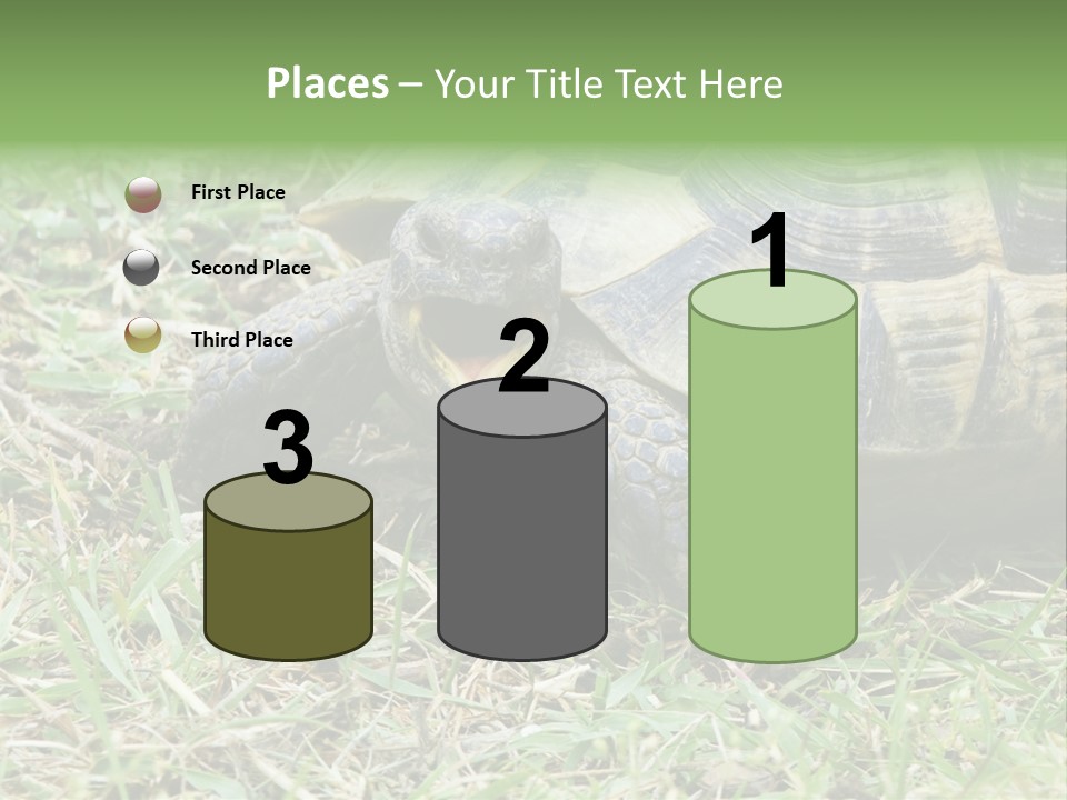 Isolated Tortoise White PowerPoint Template