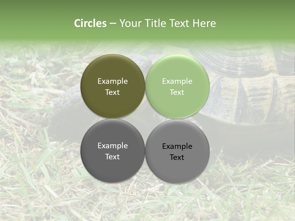 Isolated Tortoise White PowerPoint Template