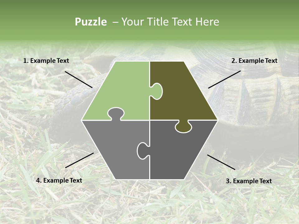 Isolated Tortoise White PowerPoint Template