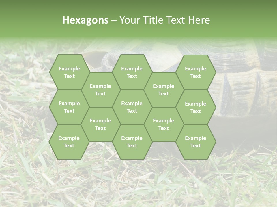 Isolated Tortoise White PowerPoint Template