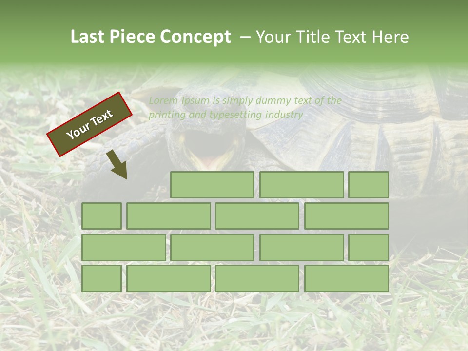 Isolated Tortoise White PowerPoint Template