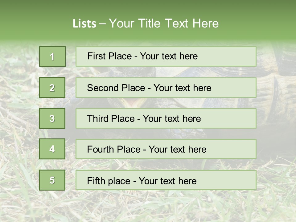 Isolated Tortoise White PowerPoint Template