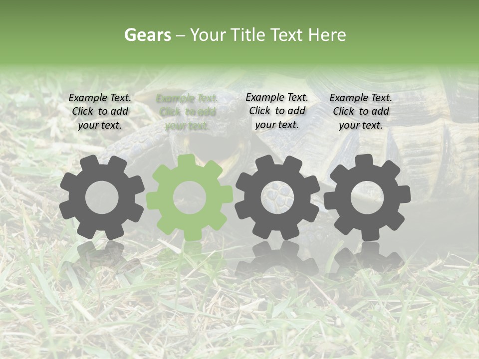 Isolated Tortoise White PowerPoint Template