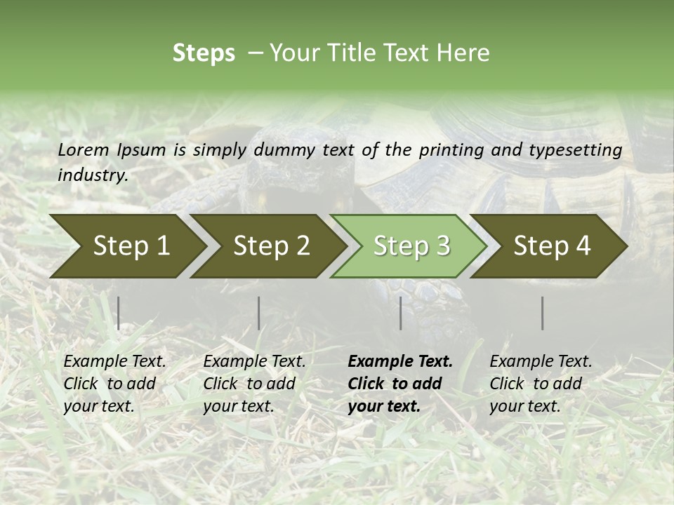 Isolated Tortoise White PowerPoint Template