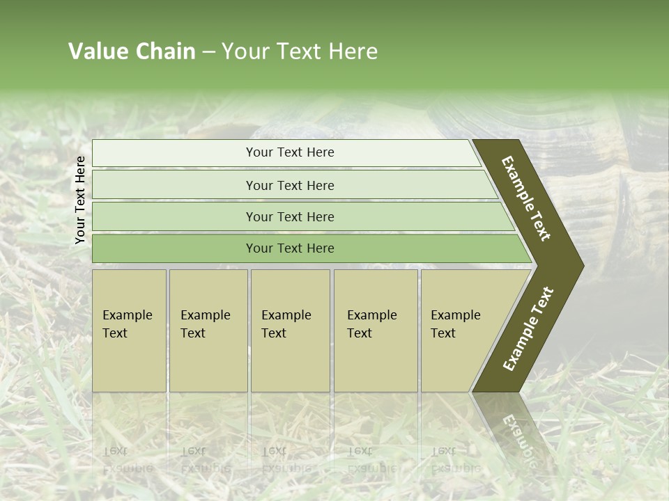 Isolated Tortoise White PowerPoint Template