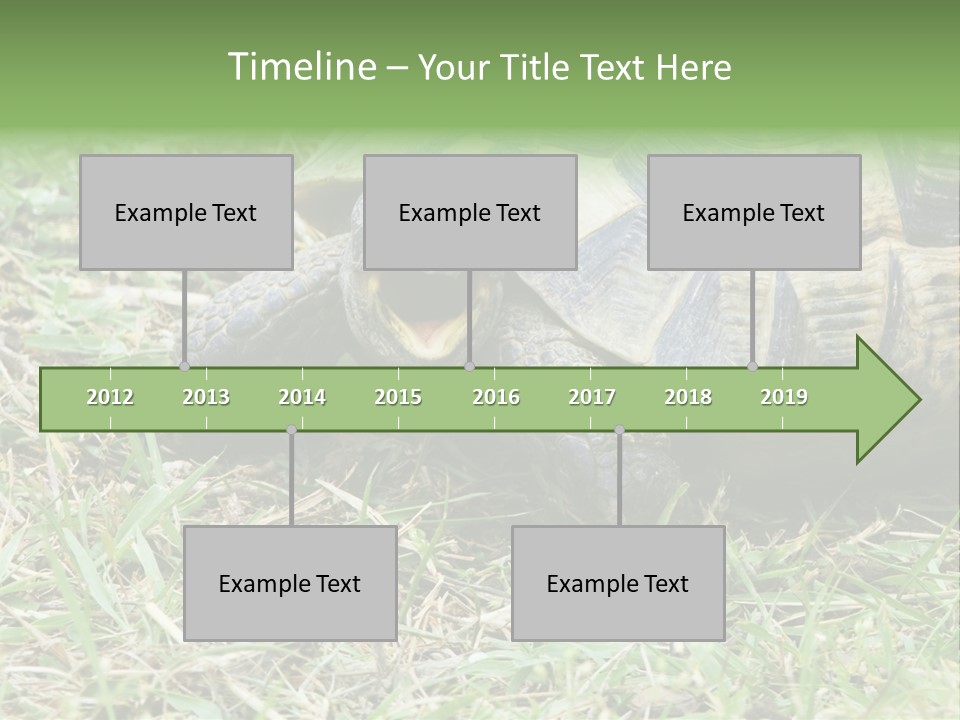 Isolated Tortoise White PowerPoint Template
