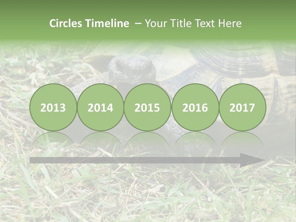 Isolated Tortoise White PowerPoint Template