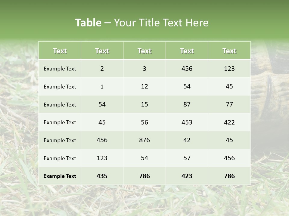 Isolated Tortoise White PowerPoint Template