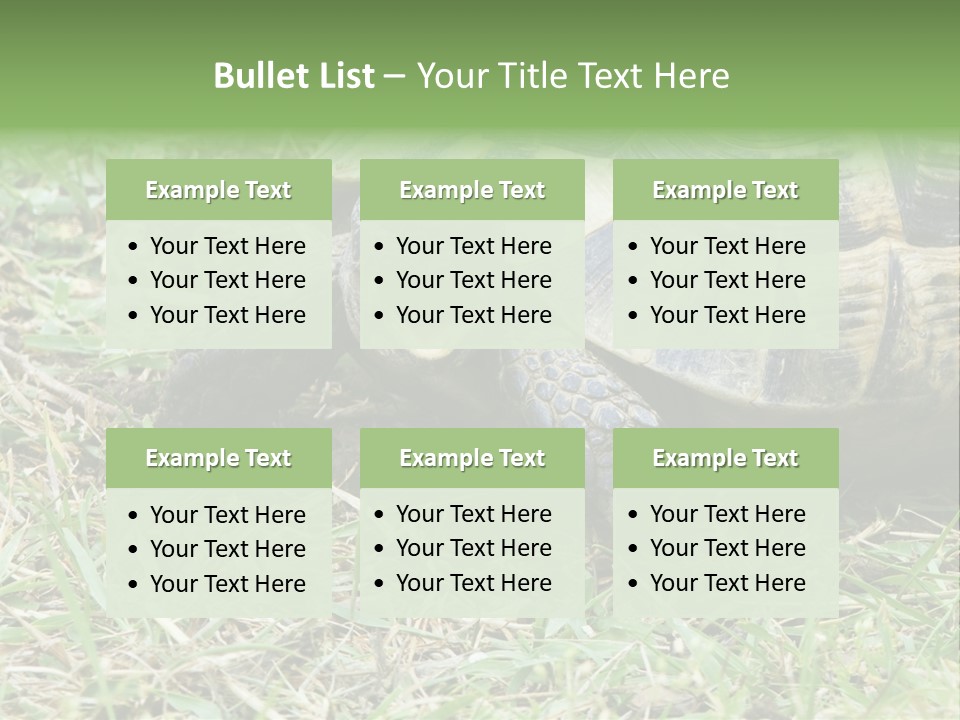Isolated Tortoise White PowerPoint Template