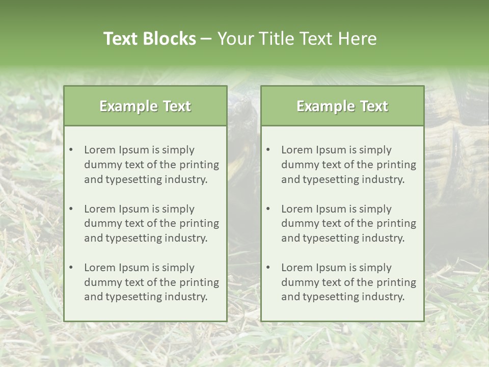 Isolated Tortoise White PowerPoint Template