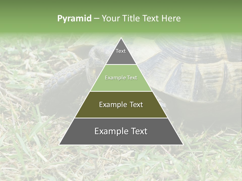 Isolated Tortoise White PowerPoint Template