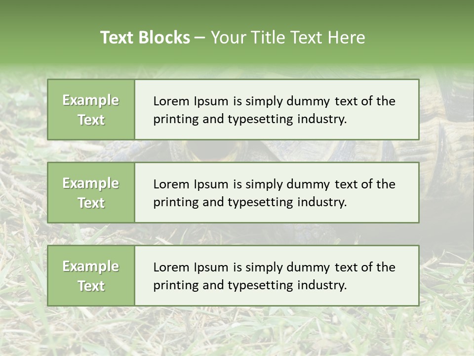 Isolated Tortoise White PowerPoint Template