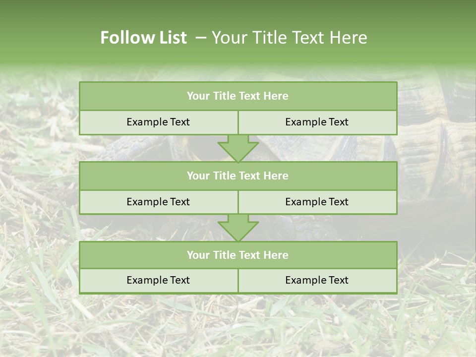 Isolated Tortoise White PowerPoint Template