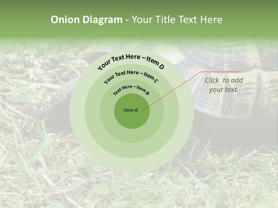 Isolated Tortoise White PowerPoint Template