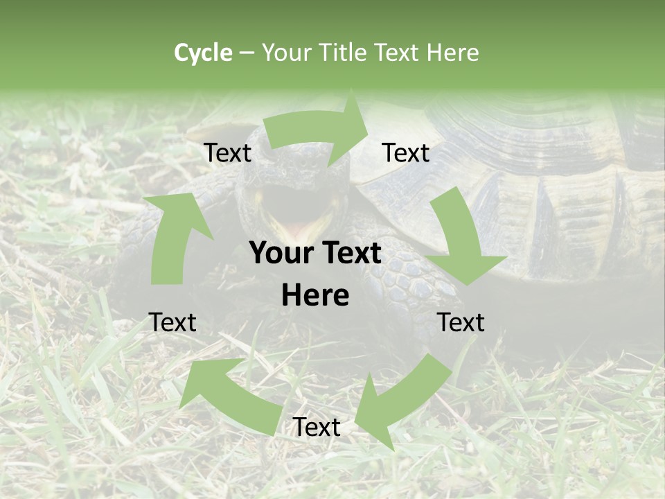 Isolated Tortoise White PowerPoint Template