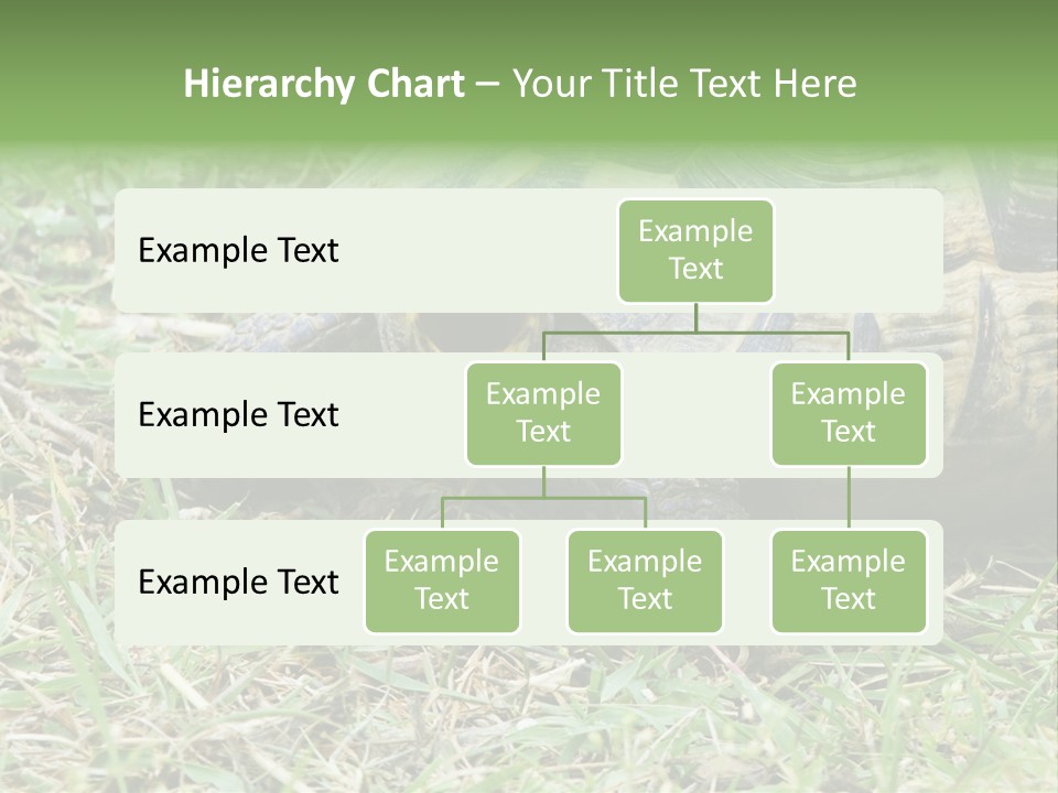 Isolated Tortoise White PowerPoint Template
