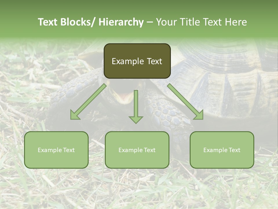 Isolated Tortoise White PowerPoint Template