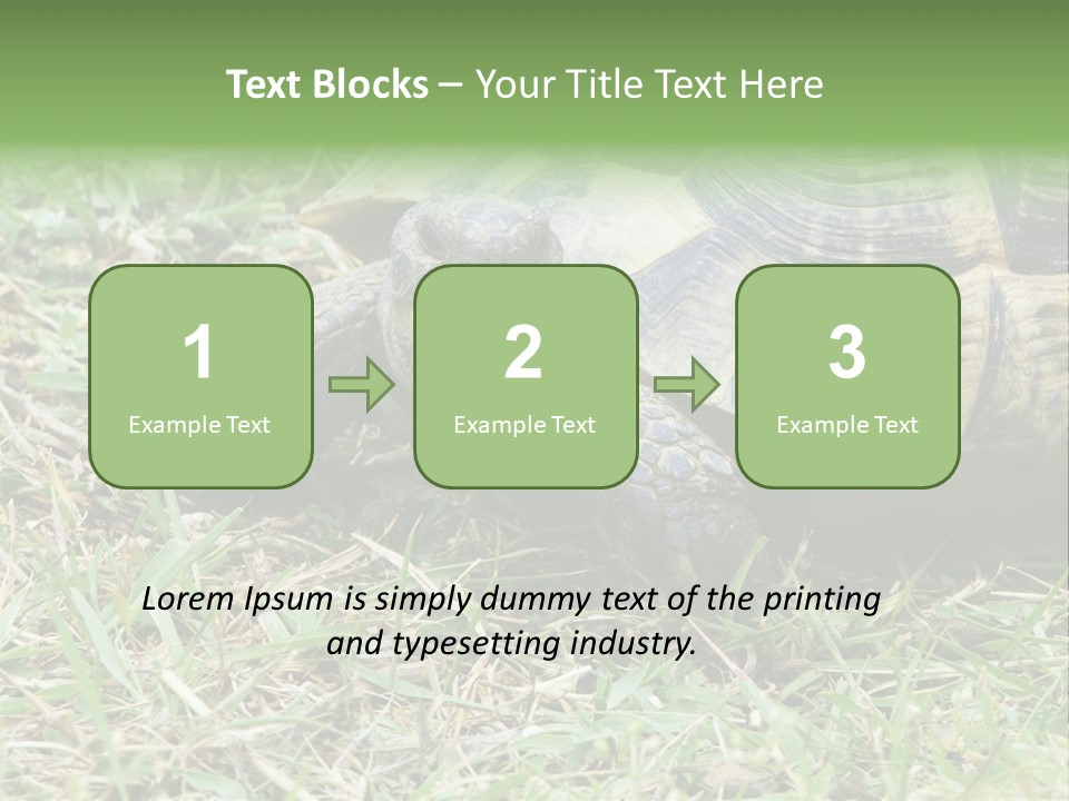 Isolated Tortoise White PowerPoint Template