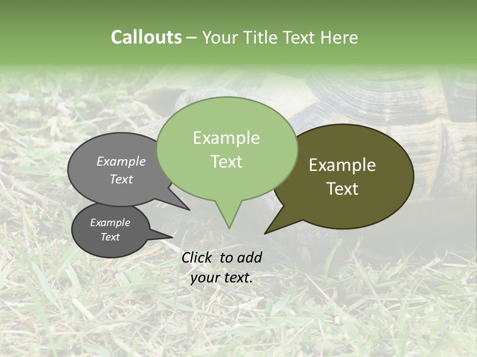 Isolated Tortoise White PowerPoint Template