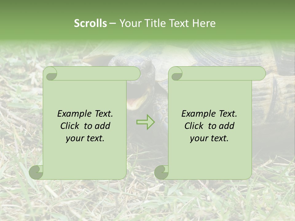 Isolated Tortoise White PowerPoint Template