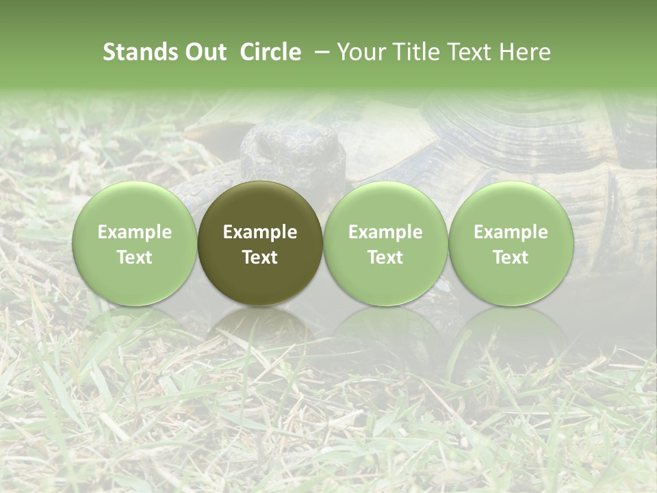 Isolated Tortoise White PowerPoint Template