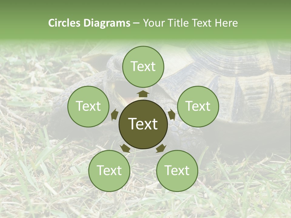 Isolated Tortoise White PowerPoint Template