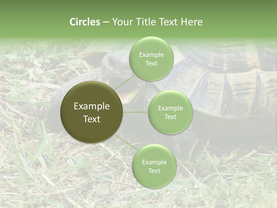 Isolated Tortoise White PowerPoint Template