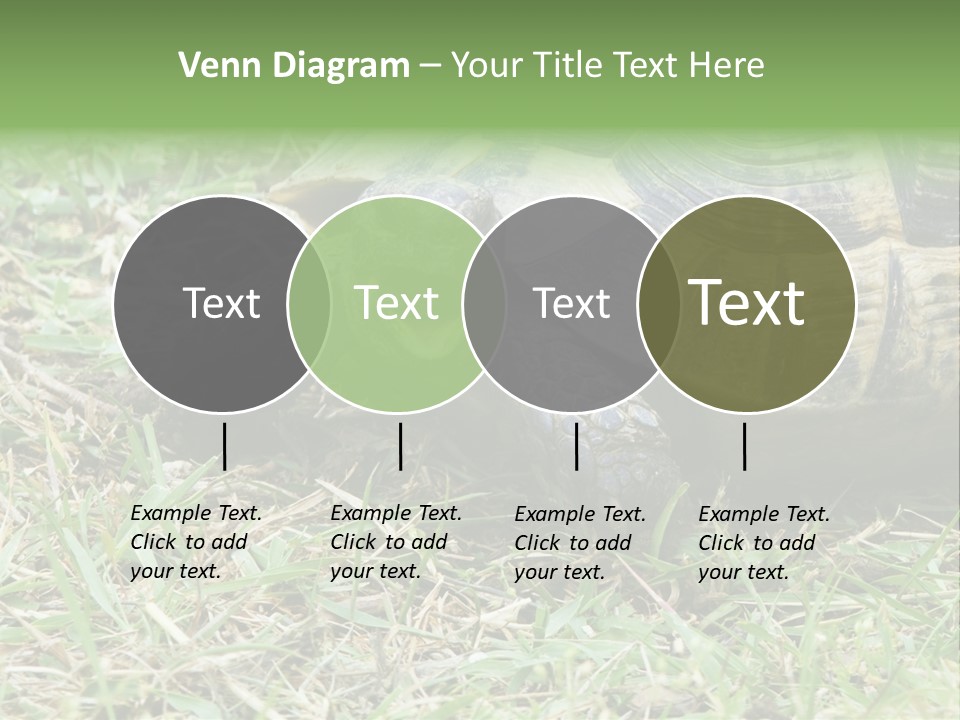 Isolated Tortoise White PowerPoint Template