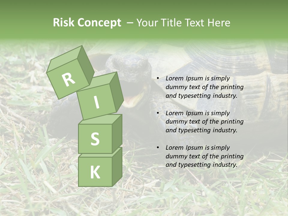 Isolated Tortoise White PowerPoint Template