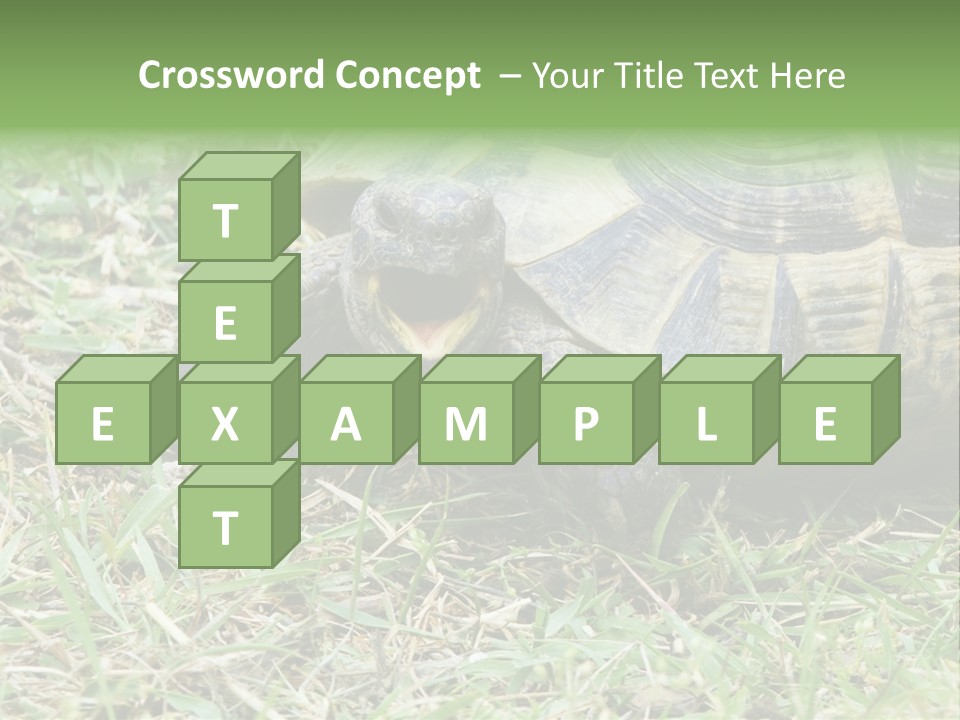 Isolated Tortoise White PowerPoint Template