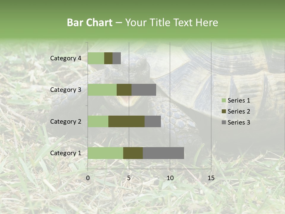 Isolated Tortoise White PowerPoint Template
